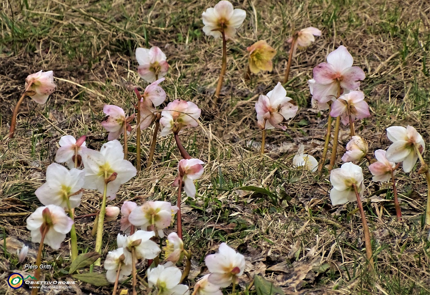 59 Ellebori (Helleborus niger)  in avanzata fioritura ancora in forma.JPG